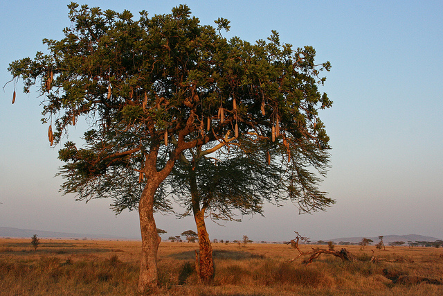 sausage tree in africa 